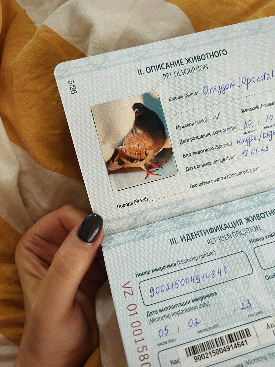 Все официально) Паспорт голубя.
