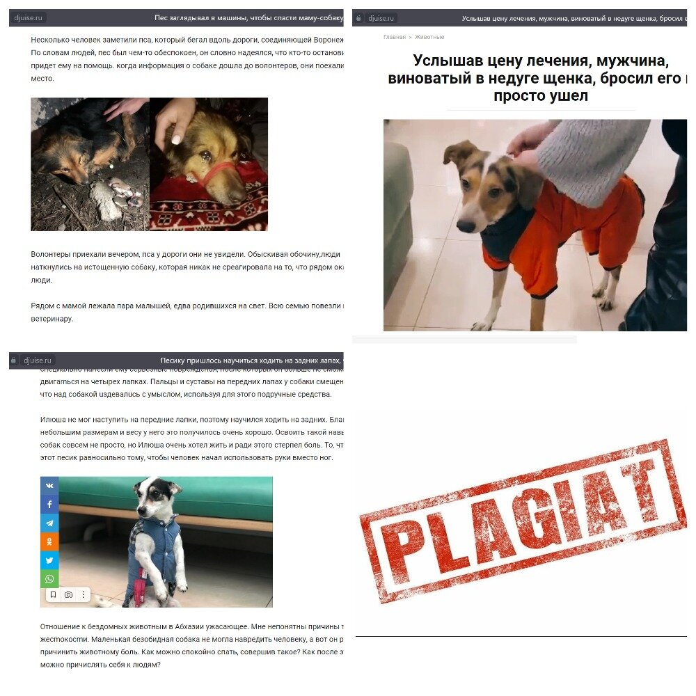 Апельсинка жестит 