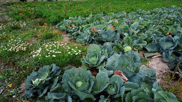    © photo: Sputnik / Ruslan Krivobok