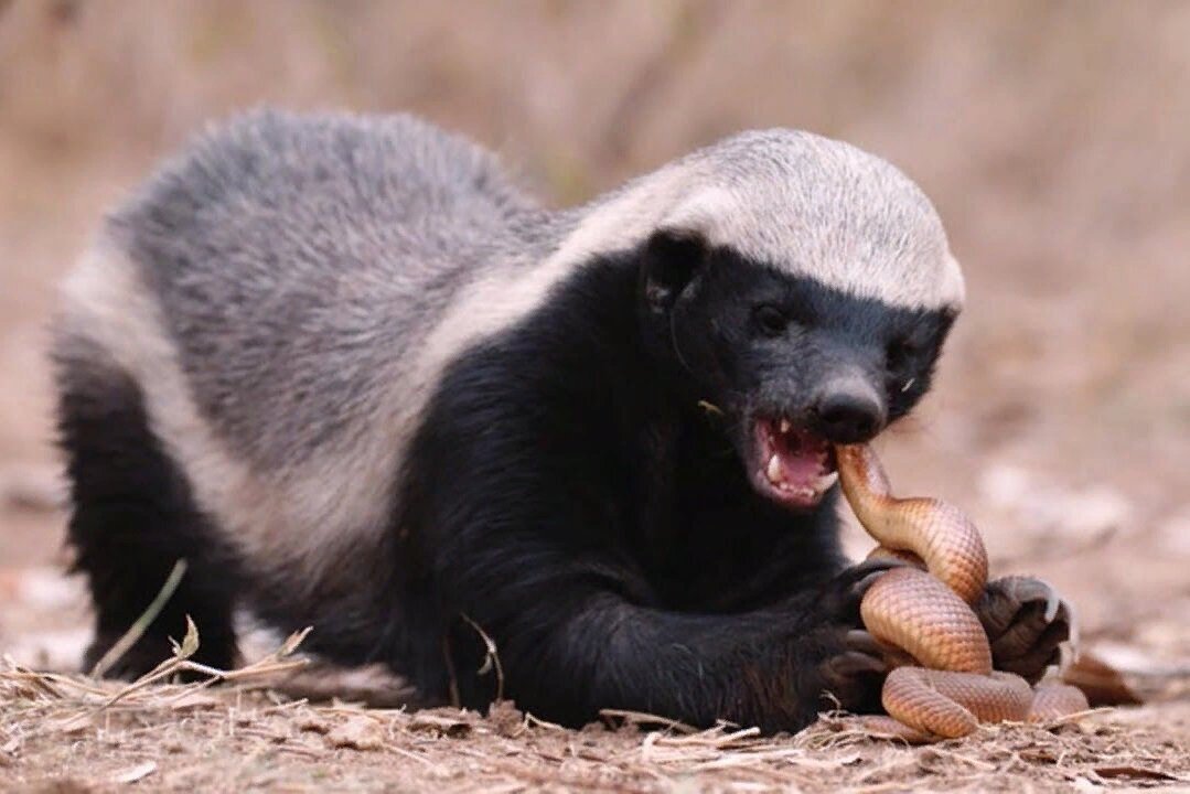 Легкий перекус