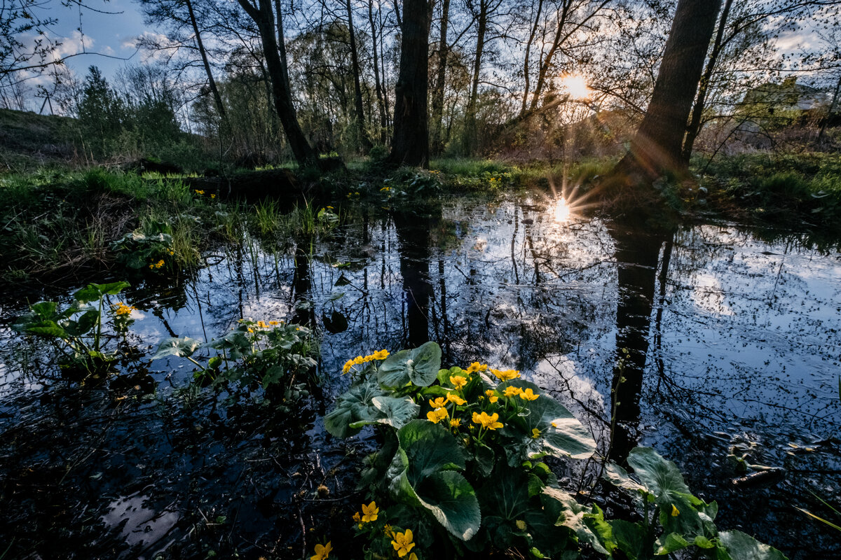 Стыдно признаться, но на этой фотографии просто пруд, в который стекают стоки с ближайшего дачного посёлка. Если присмотреться, то можно даже увидеть крышу домика в правой части кадра.