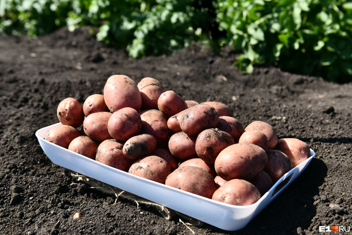 Апрель — самое время положить клубни картофеля для проращивания. Делать это лучше на свету — чтобы побеги не вытянулисьФото