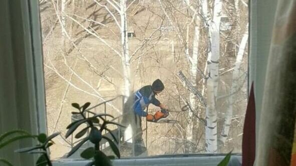     Жители домов на улице Космонавтов пожаловались администрации Советского района Казани на спиленные деревья. Последние оказались в ужасе от того, как неизвестные срубили ствол березы. Об этом Inkazan сообщила читательница.