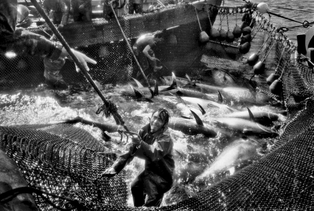    Фото: Jean Gaumy