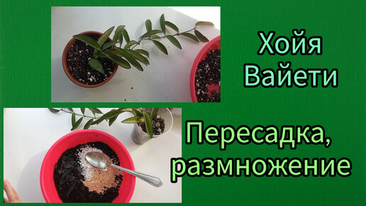 Хойя кентиана вайети. Пересадка растения, 🌱грунт, размножение🌸.