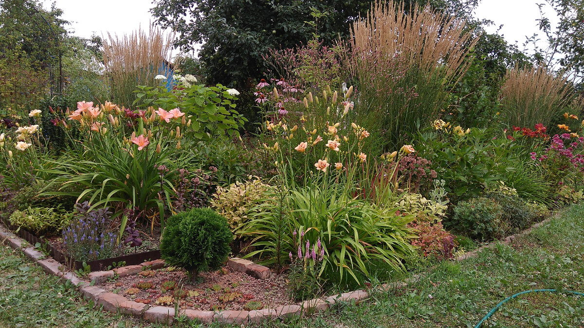 лилейники на даче. Думаю, по ним видно, что у них всё хорошо))