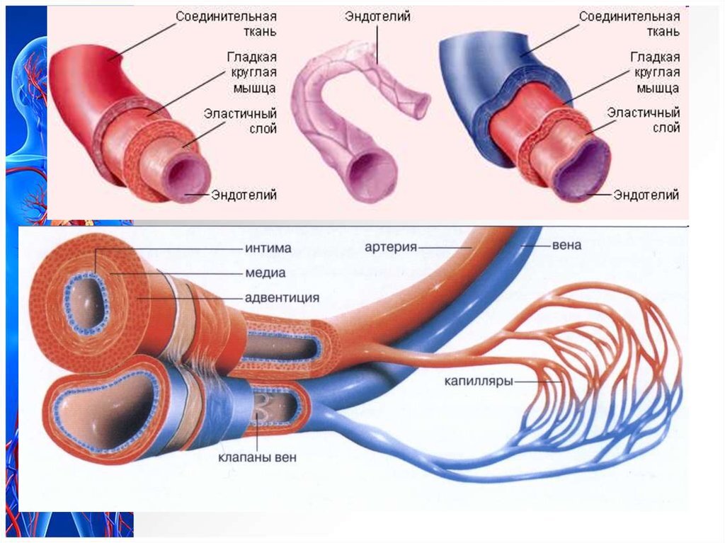 План строения кровеносных сосудов