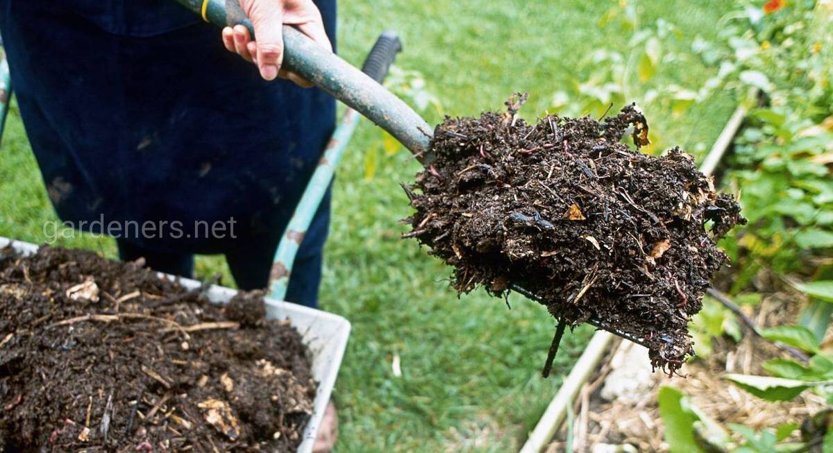 Компост – это питательное, богатое органическим веществом удобрение, получаемое в результате натурального распада органических отходов. При этом распад происходит при помощи микроорганизмов, которые разлагают органические материалы на минеральные элементы, необходимые растениям для роста.
Для большинства растений компост – это идеальный материал, который можно использовать для укрепления корневой системы и повышения урожайности. В компосте содержится много азота, фосфора, калия и других минеральных веществ, которые необходимы для растительного роста.
Какой компост использовать для удобрения растений