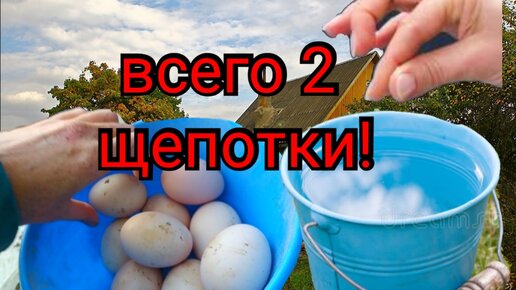 Нормы питания кур-несушек – основа продуктивности и здоровья птицы