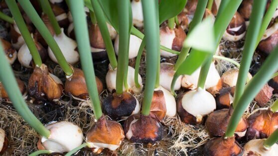    Как дорастить луковицы тюльпанов после выгонки: советы агронома Ирина Петрова