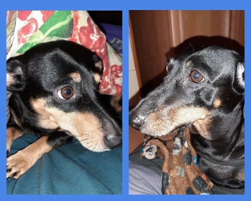 Особый внешний вид привлекал взгляды