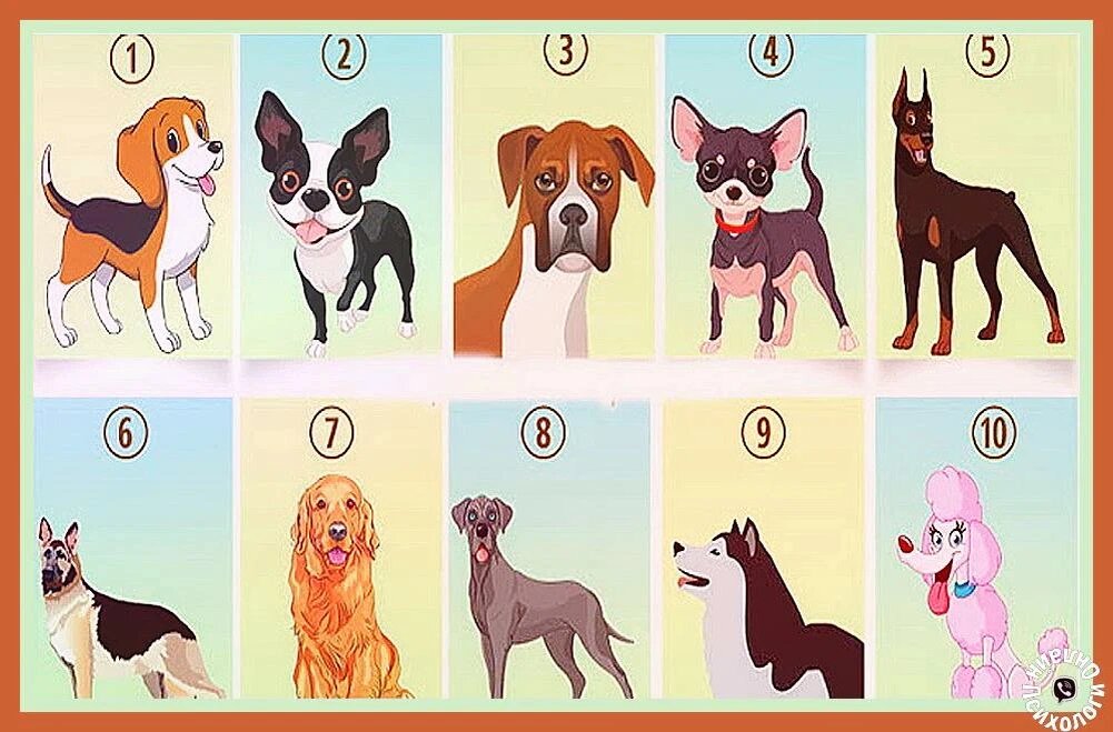 Психологический тест "Выбери собаку и узнай свой характер"