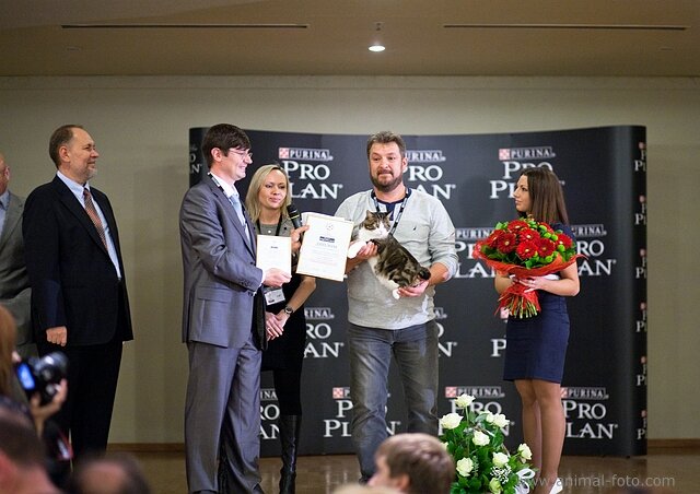 курильский бобтейл Viking