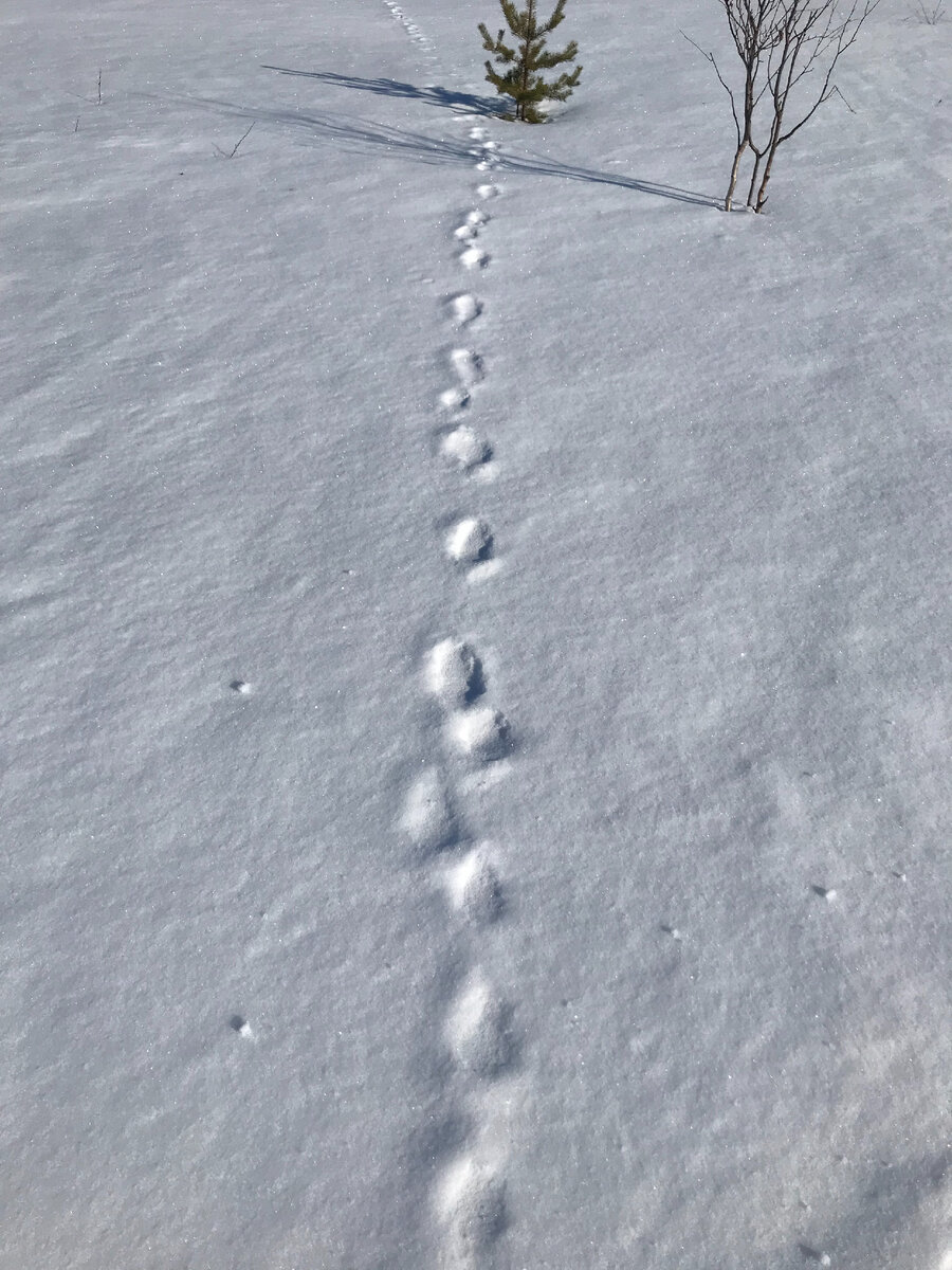 Рисунок следы на снегу зайца