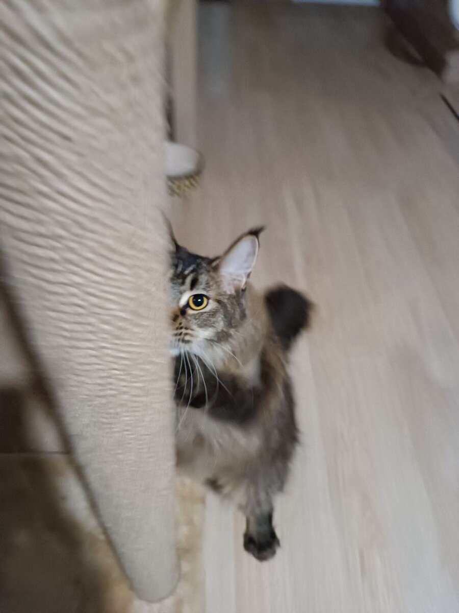 Урсула точит когти и позирует