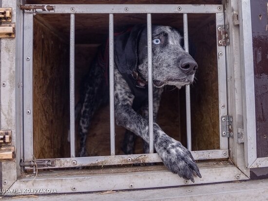  Людмила Корвякова
