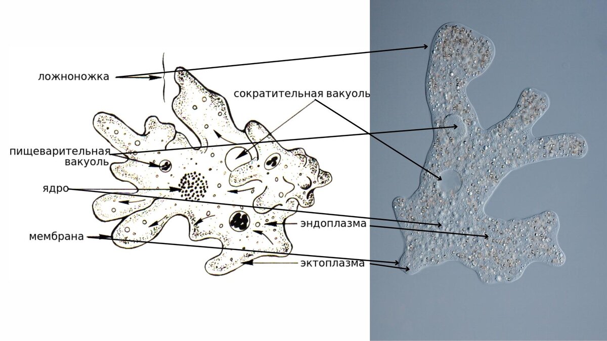 Амеба обыкновенная представляет собой клеточный уровень. Пищеварительная вакуоль амебы. Амеба обыкновенная хищник. Жизненный цикл амебы. Амеба невооруженным глазом.