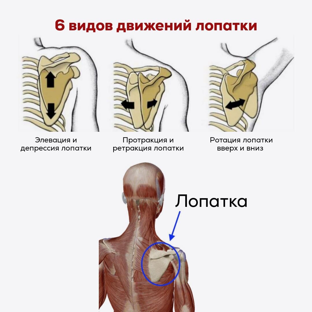 Мышцы лопатки