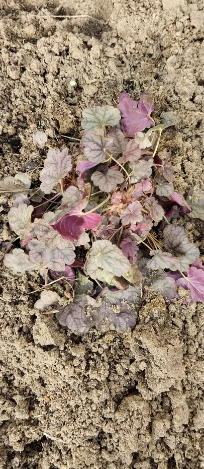 Цветочки оживают