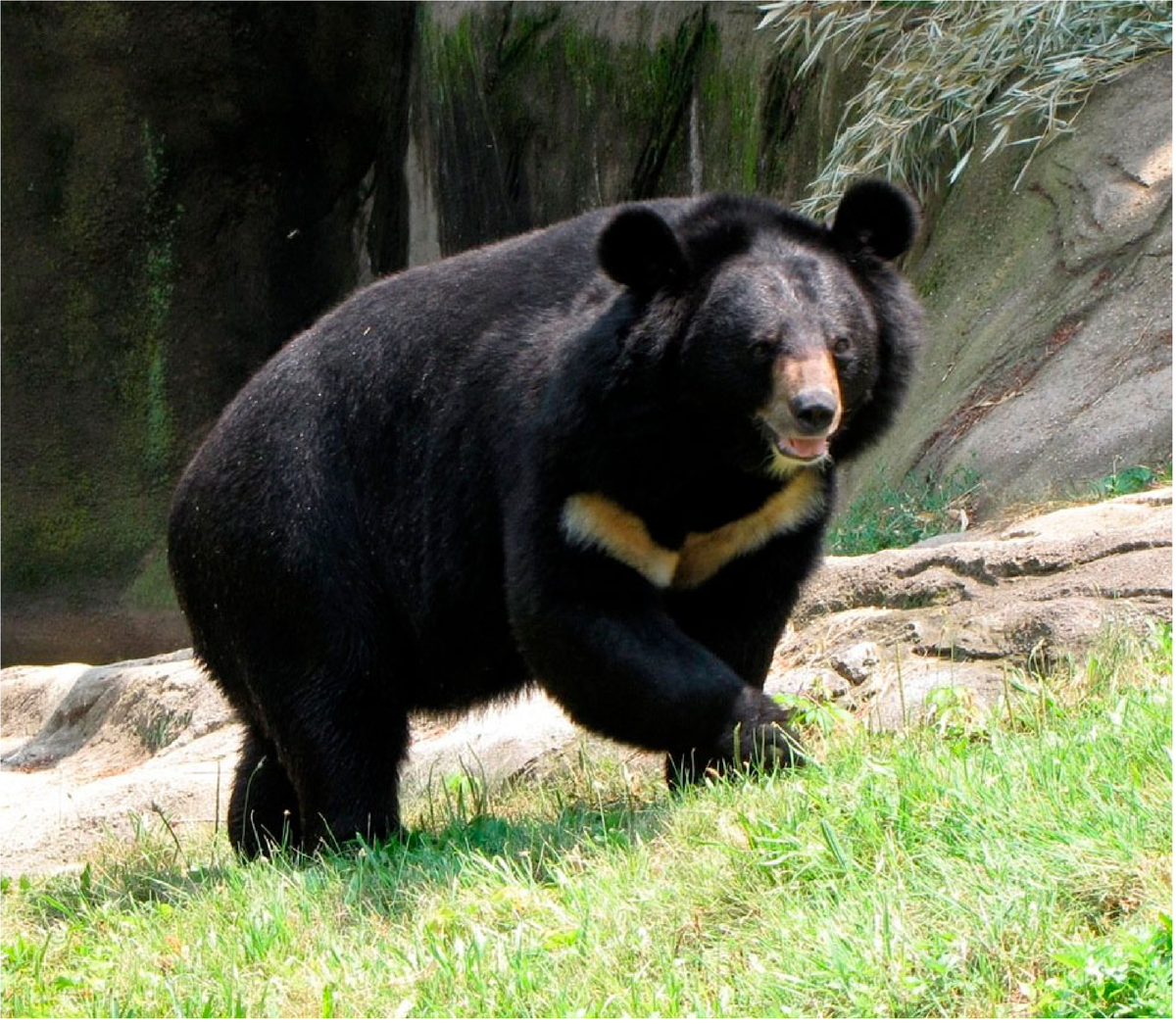 Медведь приморском крае. Гималайский белогрудый медведь. Уссурийский белогрудый медведь. Уссурийский Гималайский медведь. Черный белогрудый медведь.