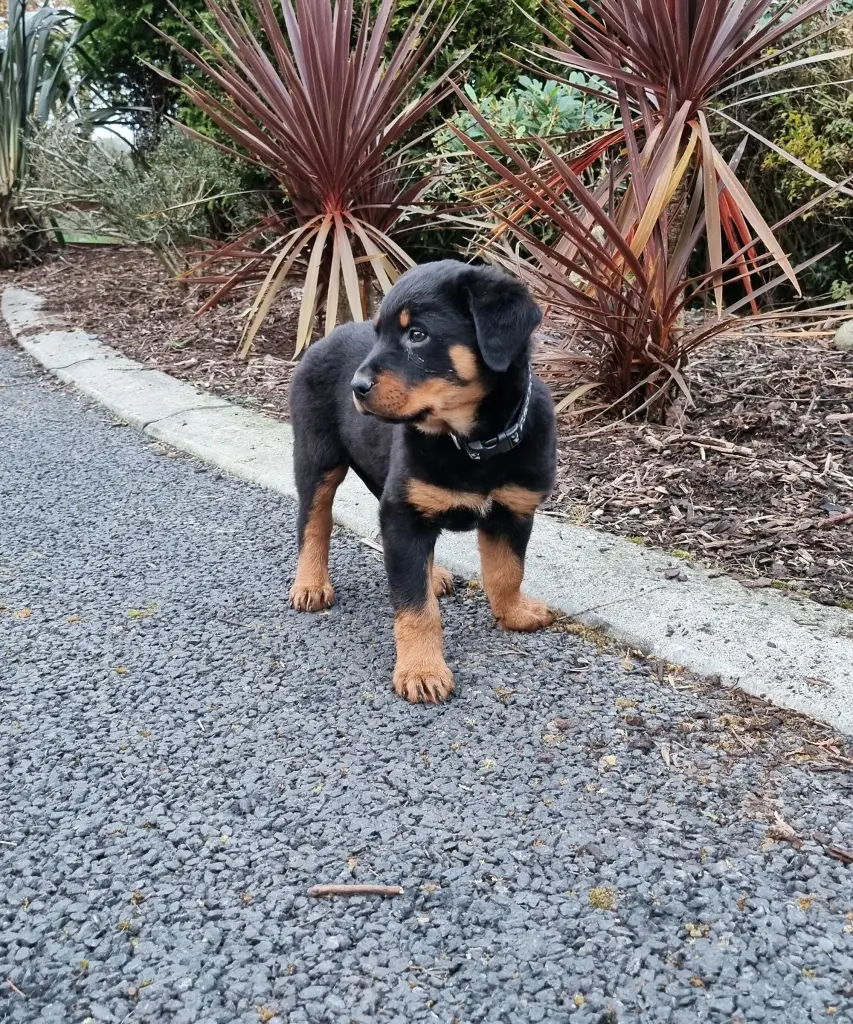    Щенок Пэдди вырос настоящим ирландцем!NYPost