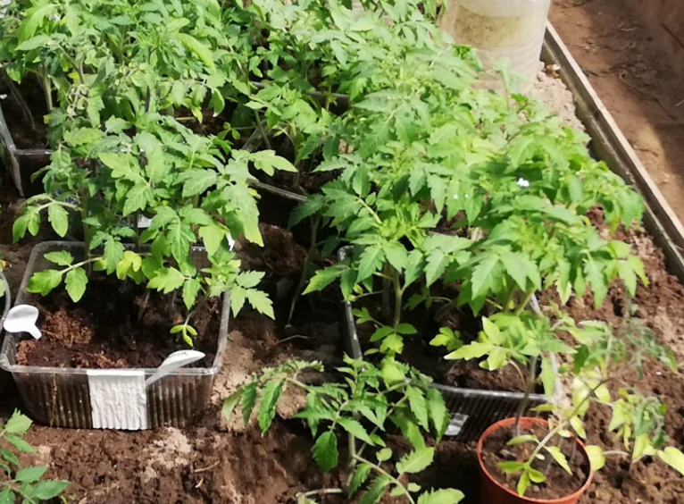 Восемь распространенных ошибок при выращивании помидоров, которых легко ...