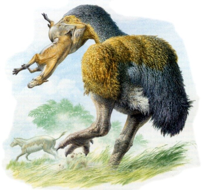 Хищная диатрима