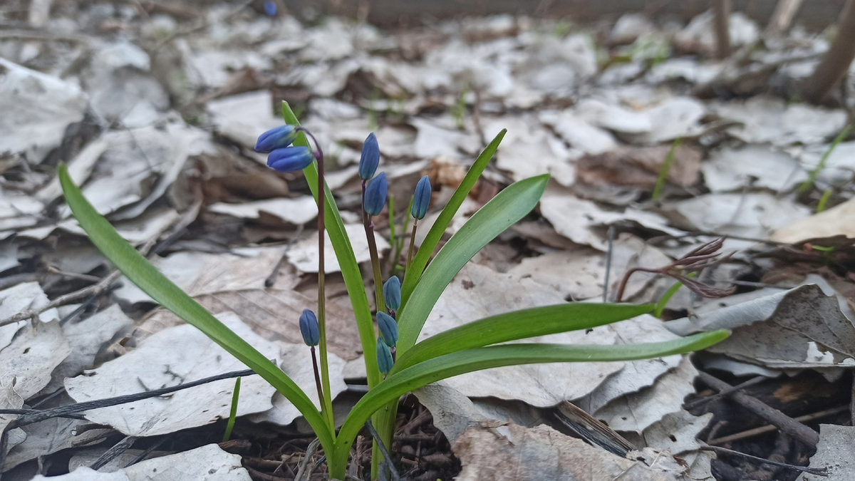 Пролески скоро зацветут в лесу.