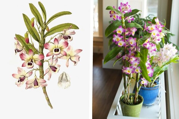 Орхидея Дендробиум - размножение в домашних условиях