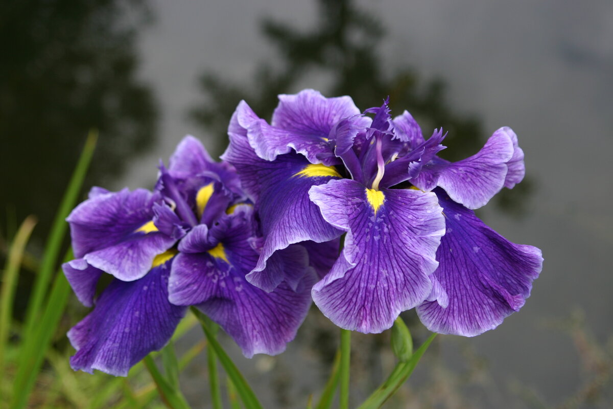    Японские ирисы бабочками парят над водой и отражаются в ее глади. Сорт 'Foreign Intrigue'