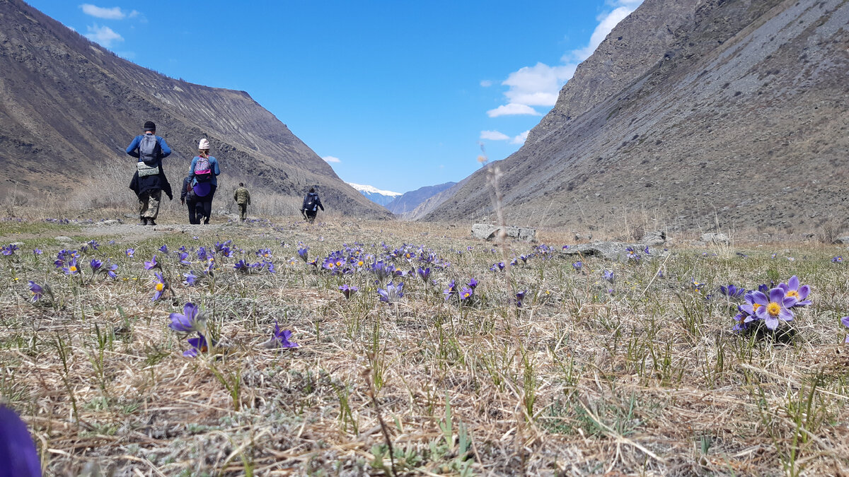 Альпийские луга на Алтае