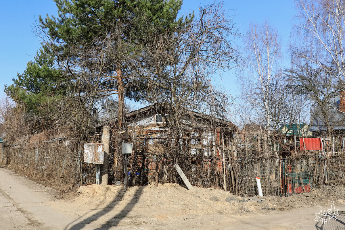 Очень гравюрно выглядят деревья в начале апреля 