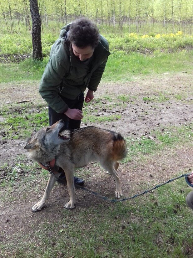 Волк Февраль. Фото из личной коллекции.