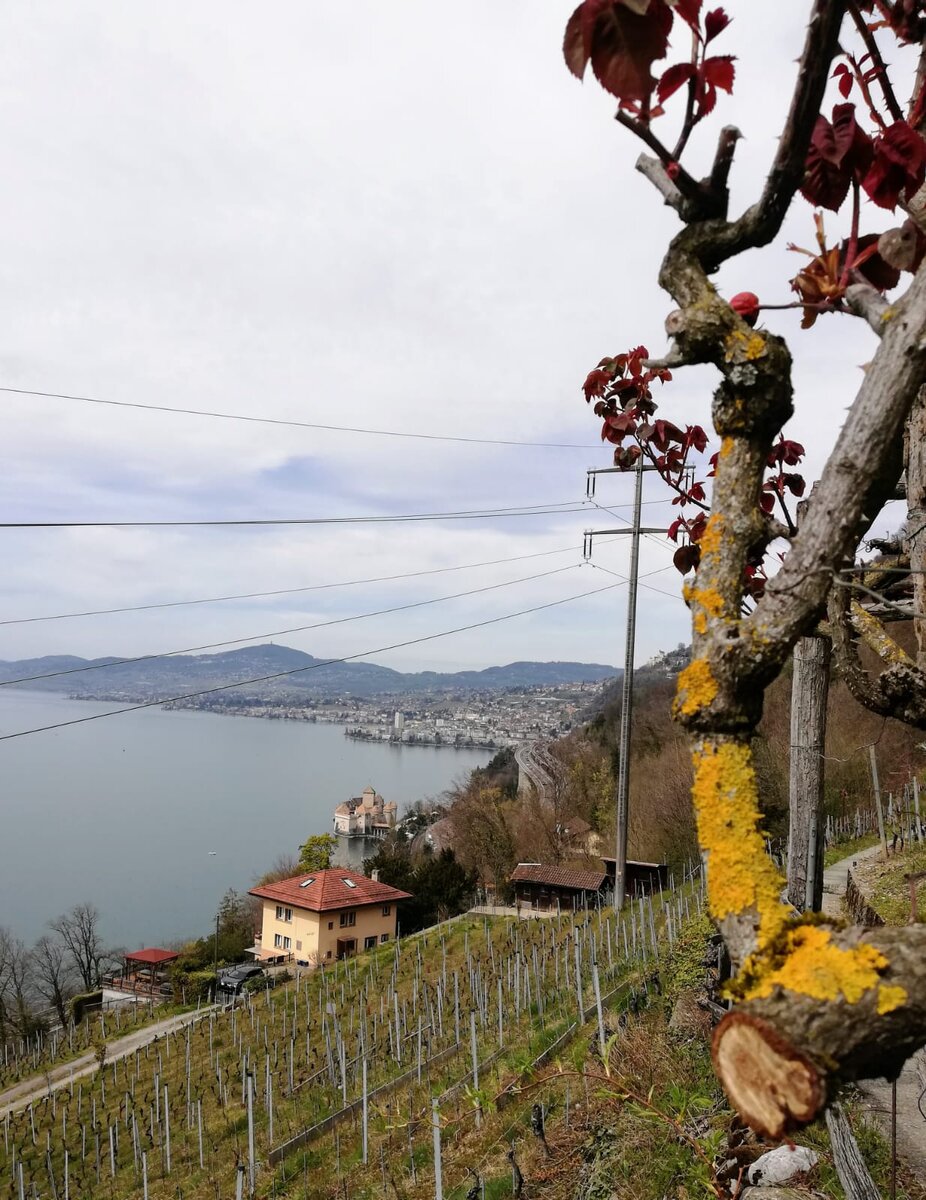 НА КРУТЫХ СКЛОНАХ  МНОГО СОЛНЦА И МИКРОКЛИМАТ ЖЕНЕВСКОГО ОЗЕРА. ИДЕАЛЬНЫЕ УСЛОВИЯ ДЛЯ СОЗРЕВАНИЯ ВИНОГРАДА. ПАНОРАМНЫЙ ВИД НА MONTREUX