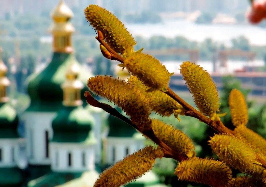 Вербное воскресенье или Цветоносная Неделя.