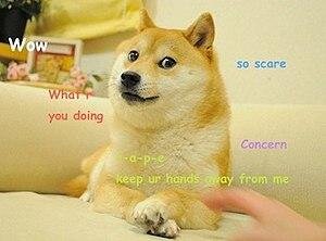 Оригинальная картинка Doge, которая стала интернет-мемом