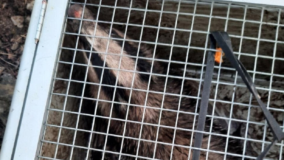    Автор фото: vk.com/marten_info