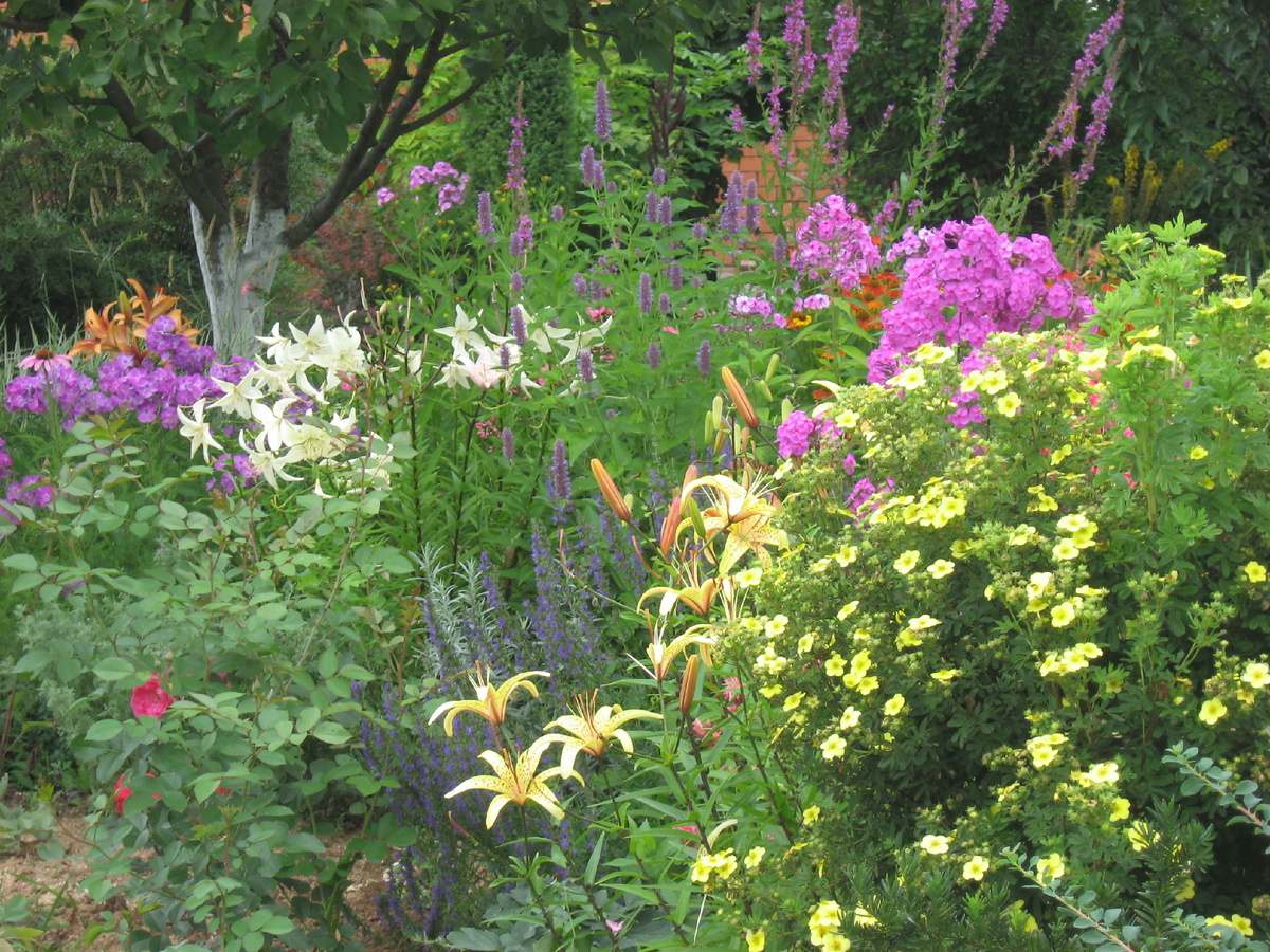 Лофант анисовый (Agastache foeniculum) по центру вдали