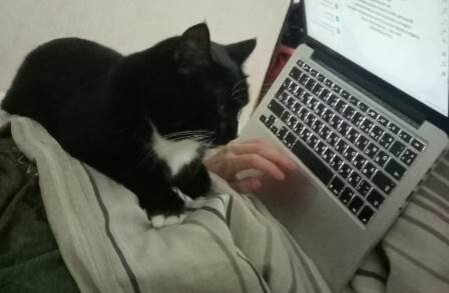 Кот ученый. Фото автора