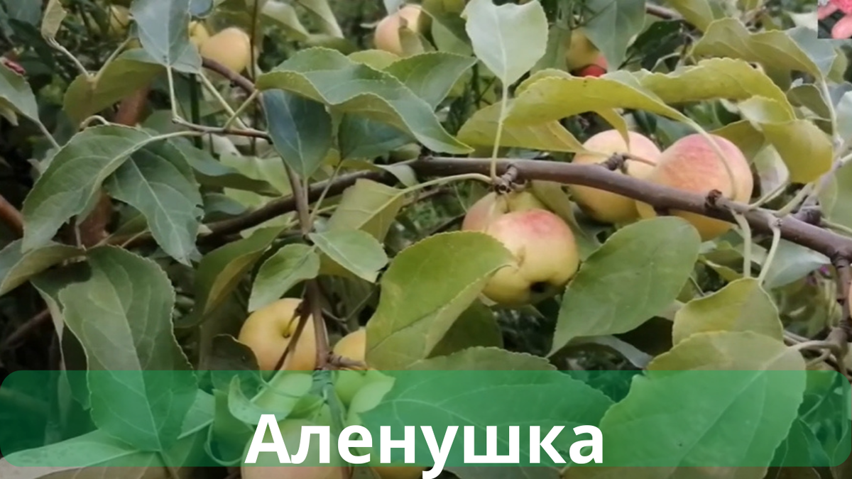Внешний вид и особенности