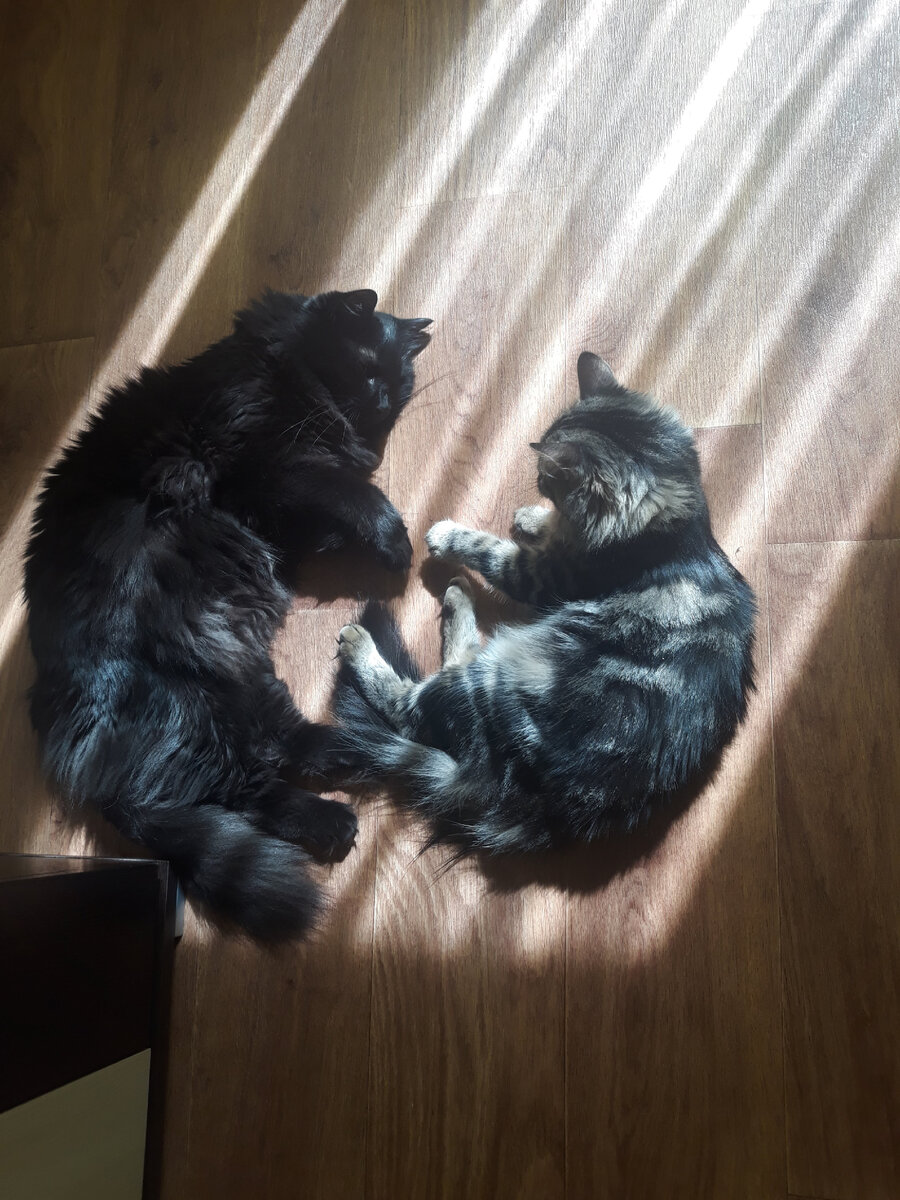 Кот и Мышка