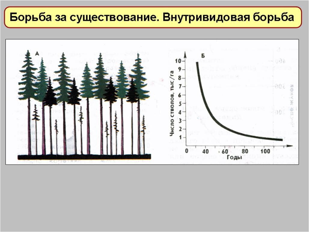 Внутривидовая борьба как движущая сила эволюции ведет. Схема движения силы эволюции 9 класс биология