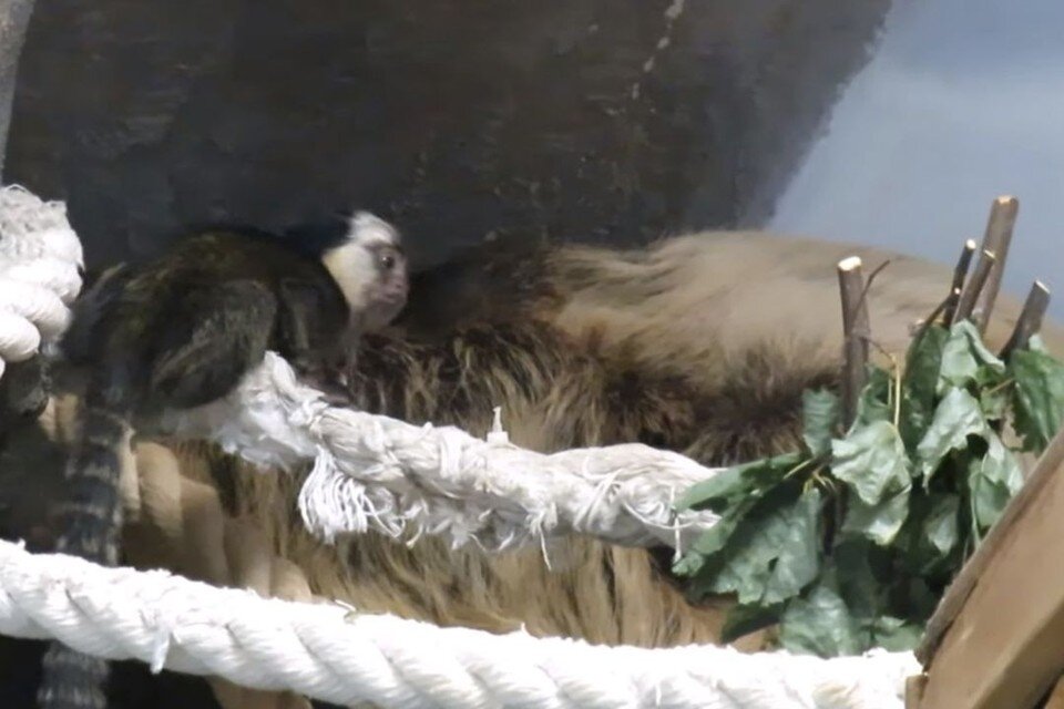     Малыш обезьянки игрунок из Новосибирского зоопарка заскучал и решил превратить соседа-ленивца в свою няньку. Фото: Анна НОВИКОВА