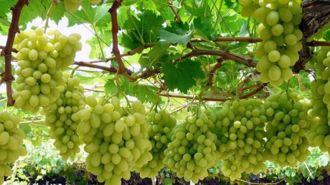 Виноград