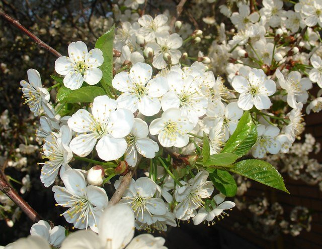 Вишня цветет. Фото мое.