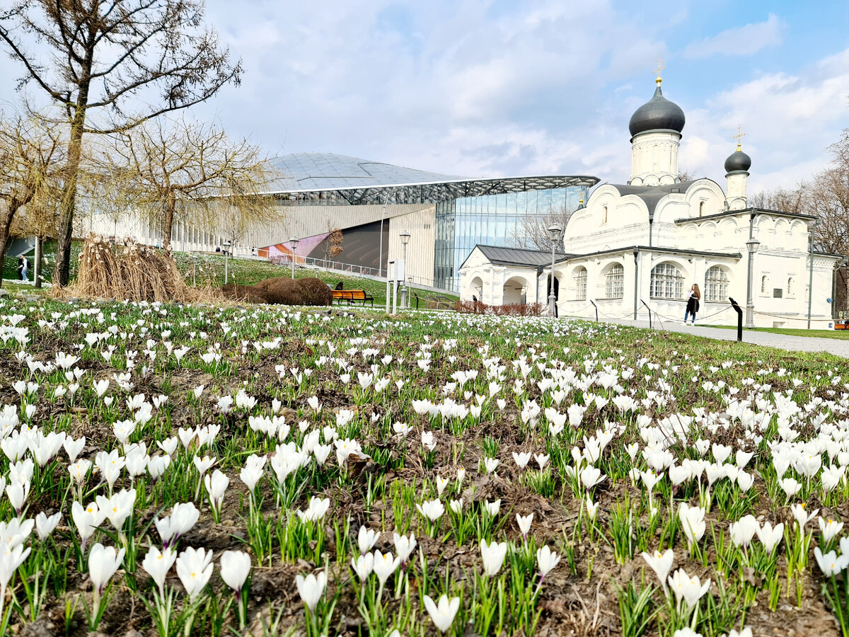 Крокусы, фото автора