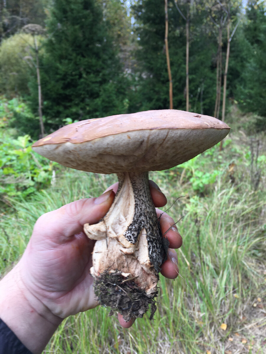 Подберёзовик, север Подмосковья сентябрь 2021