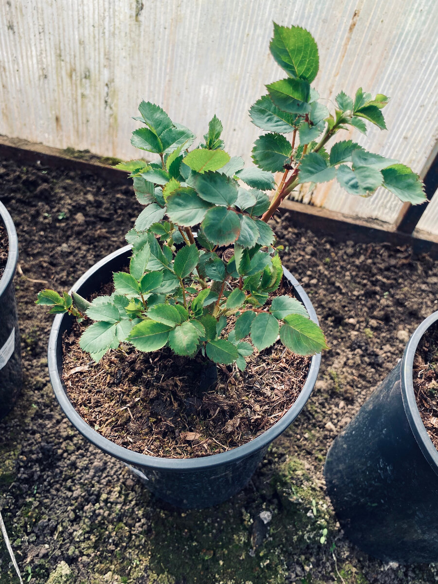 Так выглядят мои новые розочки. Везде фото автора.