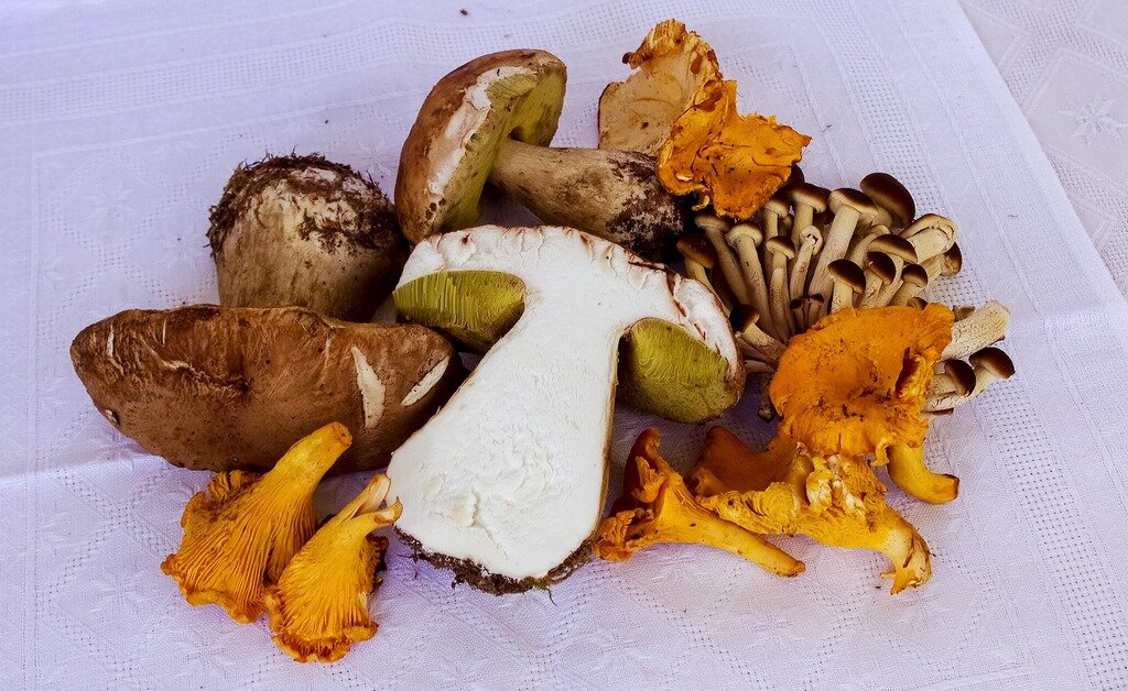 Нужно мыть грибы. Грибы еда. Лечебные грибы. Полезные грибы домашние. Лечебные грибы для животных.
