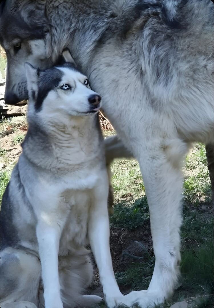 Источник: https://www.reddit.com/r/AbsoluteUnits/comments/11yuriw/a_husky_next_to_a_wolf